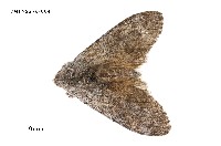 藏品(接茸毒蛾)的圖片